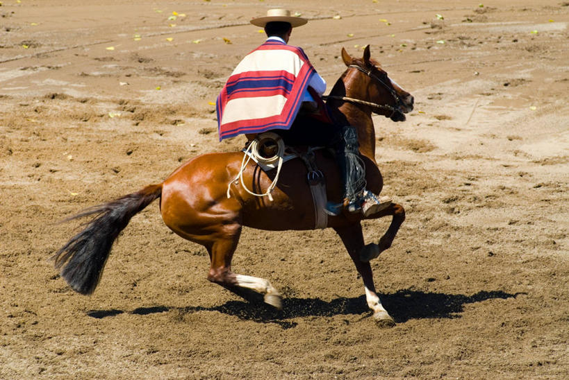成年人,一个人,横图,锻炼,快乐,比赛,运动,竞争,马,智利,仅一个男性,仅一个人,娱乐,布置,斗牛场,仅一个年轻男性,休闲,摄影,体育运动,体育,男人,男性,年轻男性,年轻人,彩图,健身,传统文化,马上枪术比赛