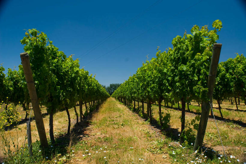 葡萄酒,无人,横图,室外,白天,农业,美景,智利,景观,田地,蓝色,绿色,天空,自然,景色,南美,摄影,南美洲,拉丁美洲,自然风光,美洲,亚美利加洲,南亚美利加洲,智利共和国,彩图,科尔查瓜省
