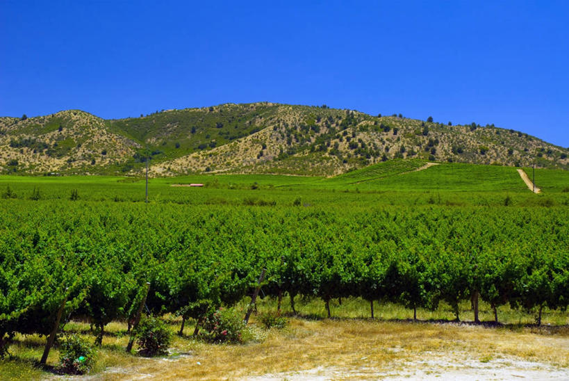 葡萄酒,无人,横图,室外,农业,美景,智利,地形,景观,田地,山谷,葡萄园,蓝色,绿色,风景,天空,自然,景色,南美,摄影,南美洲,拉丁美洲,自然风光,美洲,亚美利加洲,南亚美利加洲,智利共和国,彩图,科尔查瓜省