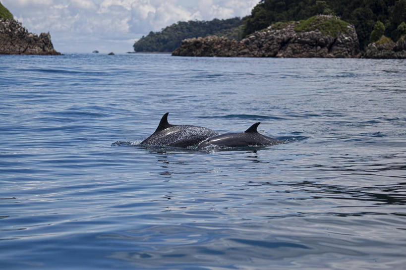 游泳,无人,横图,俯视,航拍,室外,白天,水,海豚,野生动物,哥伦比亚,动物,两只,摄影,太平洋,鸟瞰,彩图,高角度拍摄