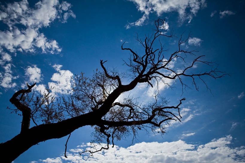 无人,横图,室外,美景,巴西,景观,云,枝,热,树,树干,天空,自然,黄昏,景色,南美,摄影,生长,宁静,环境,南美洲,拉丁美洲,自然风光,美洲,干的,巴西联邦共和国,亚美利加洲,南亚美利加洲,南马托格罗索,南马托格罗索州,彩图