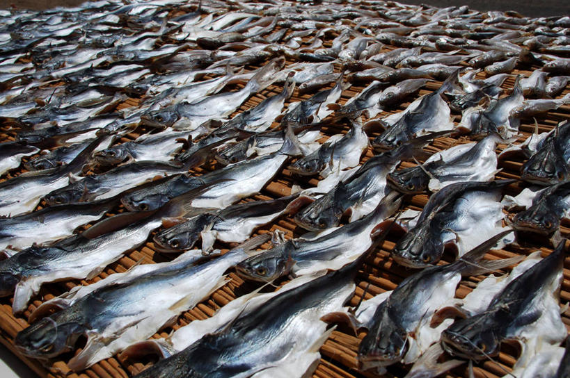 无人,横图,室外,白天,旅游,度假,烹饪,重复,渔业,美景,巴西,一排,许多,丰富,整齐,并排,地形,景观,料理,食品,市场,很多,娱乐,菜肴,美食,鱼类,饮食,食物,排列,自然,享受,休闲,景色,南美,放松,摄影,佳肴,顺序,队列,自然风光,户外活动,干的,阿拉戈斯,马塞约,海滩,海产,彩图,钓鱼,挨着