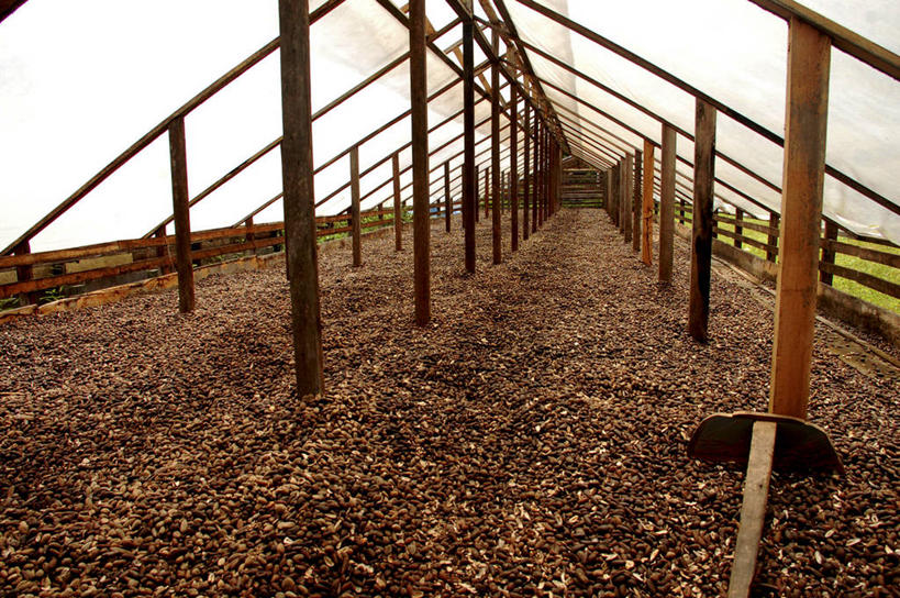 无人,横图,室外,白天,水果,许多,食品,坚果,很多,自然,工业,摄影,有机食品,环境,彩图