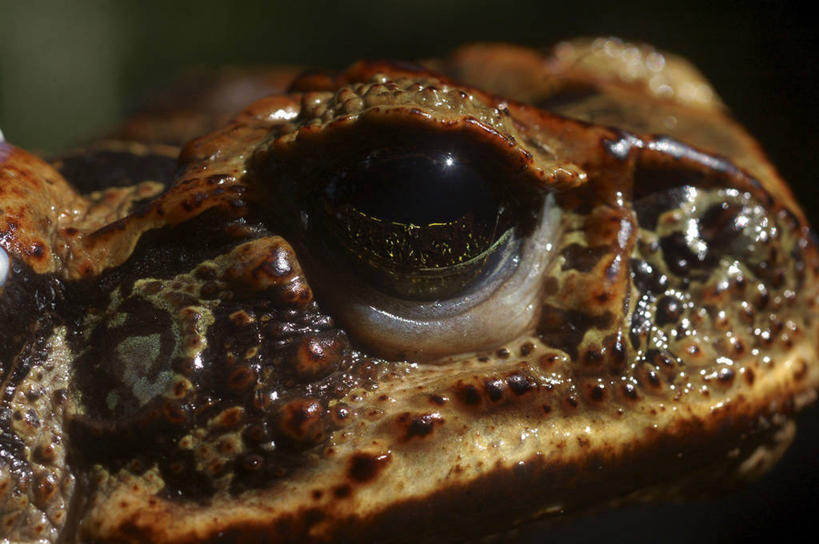 无人,横图,室外,特写,白天,野生动物,巴西,蛙,动物,摄影,部分,生物学,气候,热带气候,彩图,动物学,感知