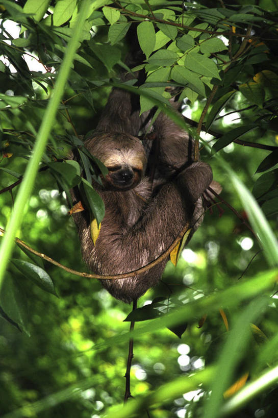 无人,竖图,室外,白天,野生动物,枝,拿着,树,绿色,自然,动物,摄影,环境,气候,热带气候,三趾树懒,树懒,彩图