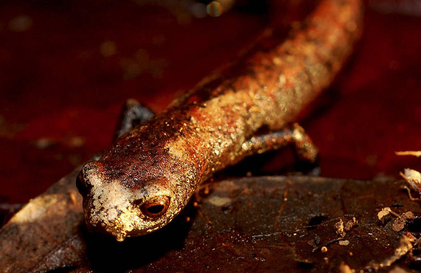 无人,横图,室外,特写,白天,野生动物,自然,动物,摄影,环境,生物学,伪装,火蜥蜴,彩图,动物学