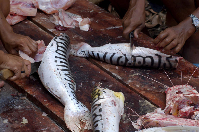 手,两个人,横图,俯视,特写,商务,消费,渔业,准备,木制,拿着,鱼类,零售,人体,摄影,部分,清新,切断,结束,火蜥蜴,烹调用具,彩图,高角度拍摄