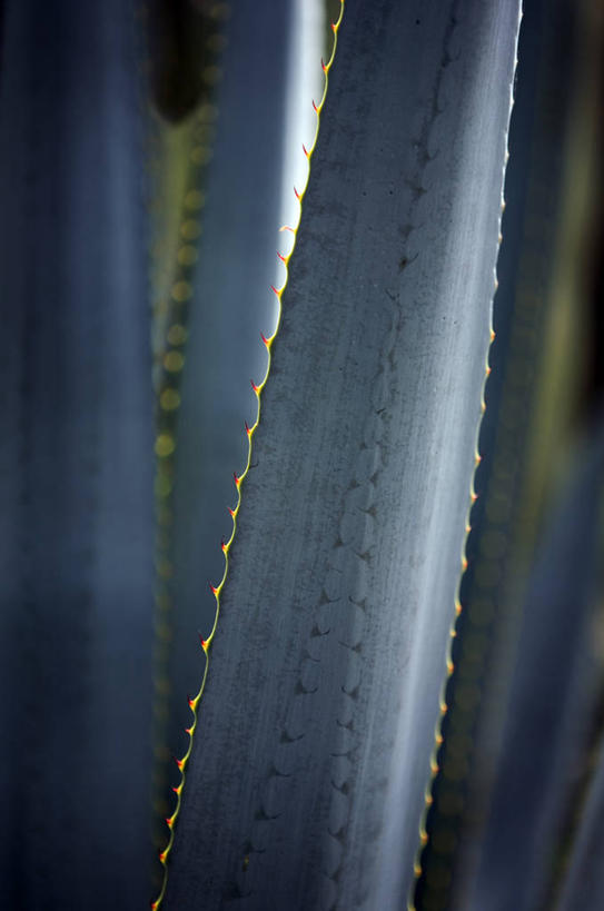 无人,竖图,室外,特写,白天,龙舌兰,叶子,墨西哥,绿色,自然,摄影,生长,希望,保护,部分,环境,锋利,尖锐,拉丁美洲,荆棘,番麻,彩图,付出,肉质植物,龙舌掌