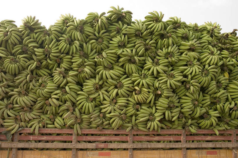 无人,横图,室外,白天,卡车,香蕉,水果,巴西,许多,堆叠,丰富,食品,市场,很多,串,拿着,饮食,排列,天空,热带水果,南美,运输,摄影,南美洲,拉丁美洲,清新,运送,美洲,装货,健康食物,巴西联邦共和国,亚美利加洲,南亚美利加洲,帕拉,帕拉州,彩图