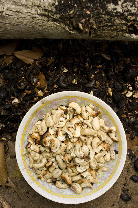 无人,竖图,俯视,室外,白天,烧烤,水果,巴西,许多,丰富,坚果,很多,饮食,南美,摄影,腰果,南美洲,拉丁美洲,美洲,巴西联邦共和国,亚美利加洲,南亚美利加洲,帕拉,帕拉州,彩图,高角度拍摄