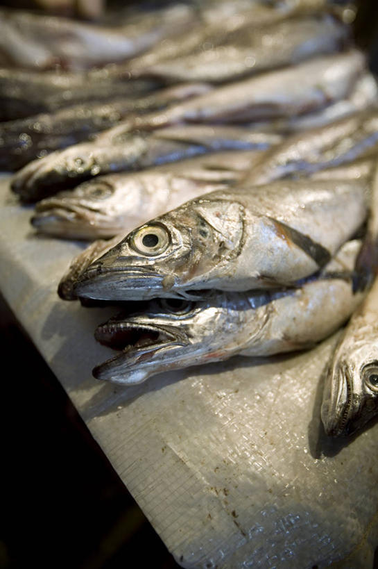 无人,竖图,重复,智利,一群,许多,丰富,生食,食品,市场,首都,很多,货摊,鱼类,饮食,南美,摄影,死亡,南美洲,拉丁美洲,清新,美洲,圣地亚哥,亚美利加洲,南亚美利加洲,智利共和国,海产,彩图