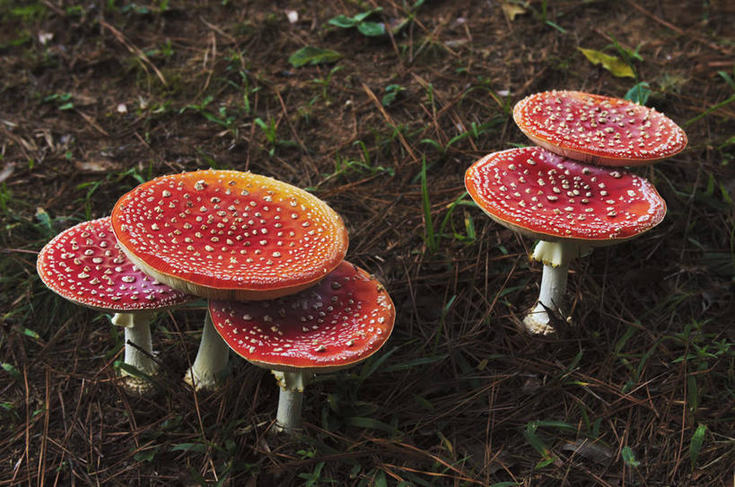 无人,横图,室外,特写,白天,巴西,佛得角,蘑菇,草,自然,南美,摄影,生长,环境,脆弱,真菌,圣卡塔琳娜,彩图