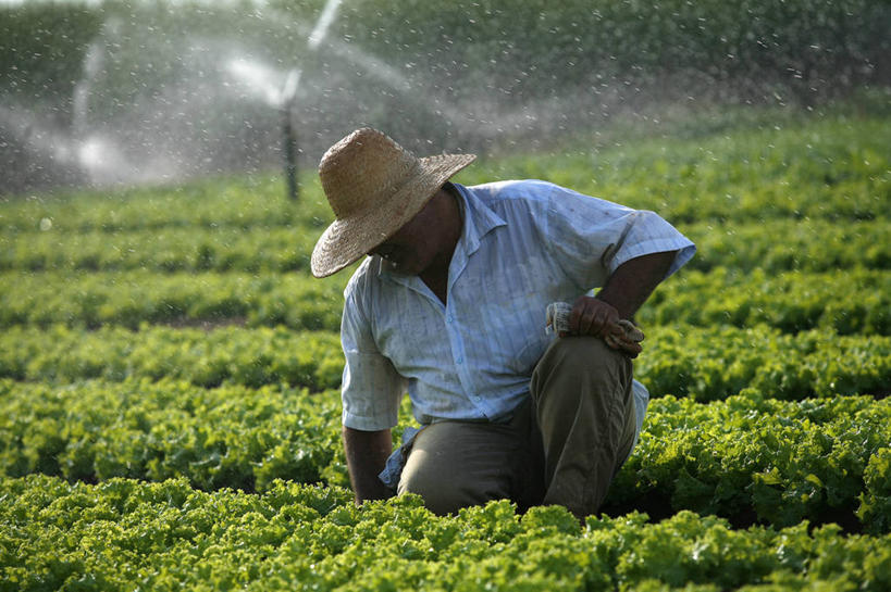 成年人,一个人,农民,农场,蹲,横图,室外,白天,农业,水,帽子,仅一个男性,喷,工作,食品,注视,休闲装,衣服,绿色,自然,观察,看,摄影,有机食品,生长,观看,环境,察看,关注,清新,近景,种植园,洒水机,彩图