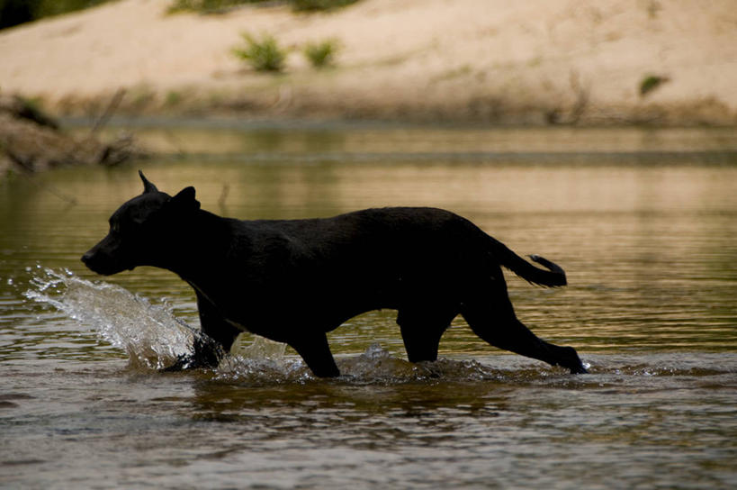 无人,横图,室外,白天,河流,狗,巴西,溅,流水,动物,家畜,南美,摄影,南美洲,拉丁美洲,美洲,巴西联邦共和国,亚美利加洲,南亚美利加洲,塞阿拉,塞阿拉州,塞阿腊,彩图,横越