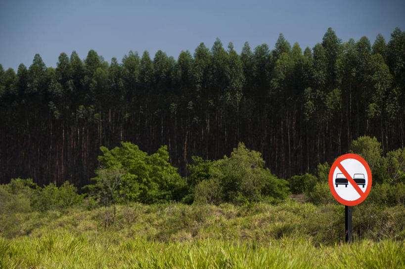 无人,横图,室外,白天,异乎寻常,美景,森林,巴西,标志,景观,树,天空,自然,景色,南美,摄影,宁静,环境,自然风光,交通标志,万里无云,圣保罗州,彩图,旅行