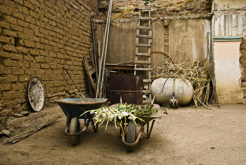 无人,植物园,教堂,横图,室外,墨西哥,节日,生锈,木制,梯子,砖,庭院,稻草,古典,文化,花,祈祷,健康,许愿,摄影,宗教,信仰,古董,纪念,祈求,腐蚀,侵蚀,死亡,栀子,北美,北美洲,基督教,天主教,美洲,独轮手推车,瓦哈卡州,北亚美利加洲,亚美利加洲,墨西哥合众国,仙人掌王国,腐化,锈迹斑斑,圣马特奥县,平安,彩图,传统文化,独处