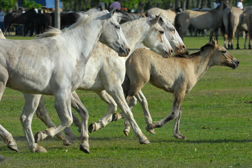 无人,跑,横图,室外,白天,自由,马,一群,许多,很多,草,树,家畜,摄影,食草动物,偶蹄目,布宜诺斯艾利斯,彩图