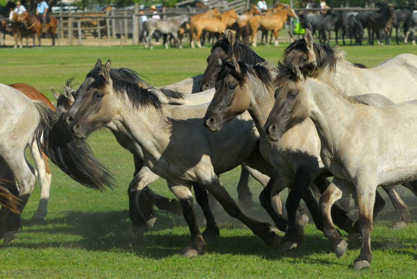 无人,跑,横图,室外,白天,自由,马,一群,许多,很多,草,树,家畜,摄影,食草动物,灰尘,偶蹄目,布宜诺斯艾利斯,彩图