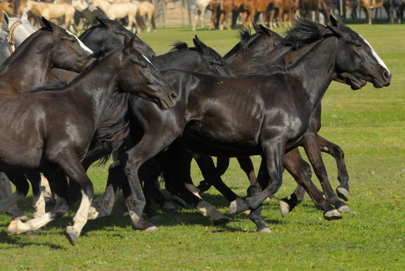 无人,跑,横图,室外,白天,自由,马,一群,许多,很多,草,家畜,摄影,食草动物,偶蹄目,布宜诺斯艾利斯,彩图