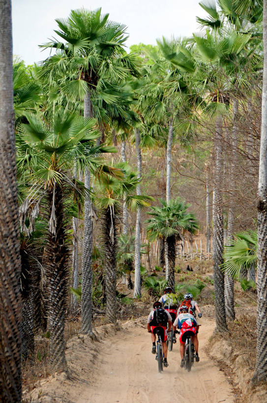 四个人,竖图,室外,白天,旅游,度假,探险,旅途,自行车,棕榈树,巴西,朦胧,模糊,山地车,娱乐,车,脚踏车,骑,背面,交通工具,骑车,享受,休闲,南美,放松,摄影,生态,南美洲,拉丁美洲,载具,美洲,巴西联邦共和国,亚美利加洲,南亚美利加洲,塞阿拉,塞阿拉州,塞阿腊,冒险,彩图,林荫大道