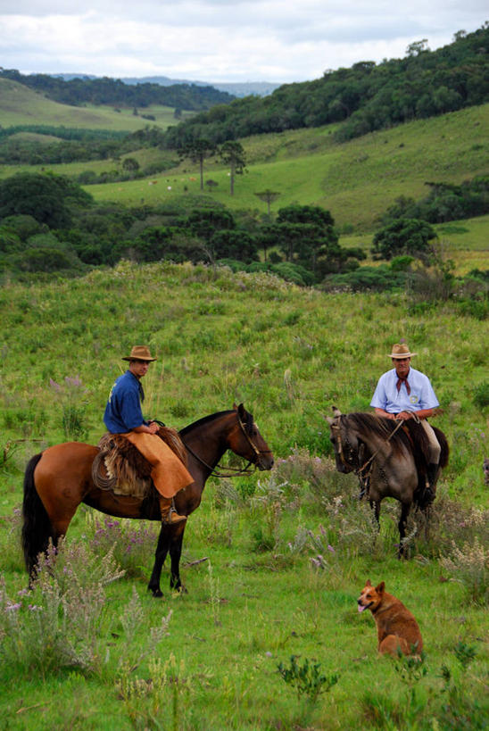 成年人,两个人,牛仔,竖图,室外,白天,山,狗,马,帽子,三只,骑马,地形,草,树,绿色,风景,家畜,摄影,圣卡塔琳娜,巴西文化,彩图