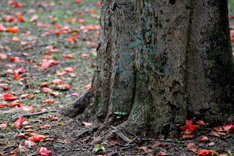 无人,公园,横图,室外,特写,白天,叶子,巴西,树皮,树干,南美,摄影,南美洲,拉丁美洲,美洲,巴西联邦共和国,亚美利加洲,南亚美利加洲,圣保罗州,秋天,彩图,伊比拉布埃拉公园