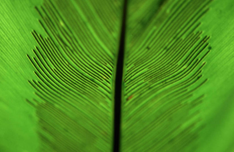 无人,横图,室外,特写,白天,背景,抽象,植物,叶子,绿色,摄影,肌理,彩图