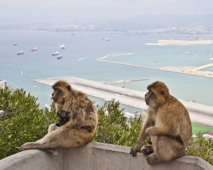 无人,码头,横图,室外,白天,海洋,港口,野生动物,猴子,树,动物,两只,摄影,地中海猕猴,机敏,直布罗陀,彩图,摆渡口,埠头,渡口,渡头,港湾,海港,货运码头,口岸,商港