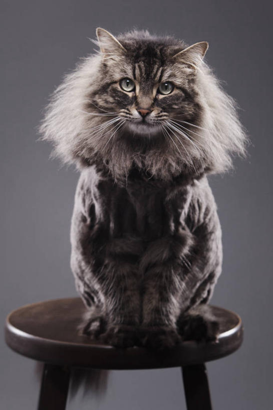 无人,坐,竖图,特写,正面,宠物,猫,加拿大,灰色背景,动物,家畜,摄影,吧椅,彩图,影棚拍摄