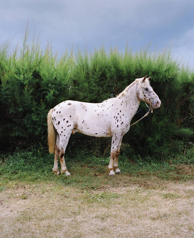 无人,竖图,室外,白天,植物,马,法国,白马,草,家畜,摄影,诺曼底,彩图