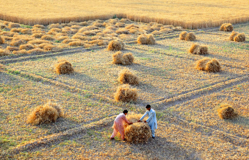 成年人,两个人,农民,站,横图,俯视,室外,白天,团队,农业,美景,巴基斯坦,工作,景观,田地,干草,自然,草垛,景色,摄影,自然风光,干草垛,拉合尔,彩图,高角度拍摄