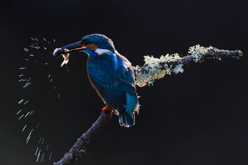 无人,吃,横图,室外,特写,白天,翠鸟,野生动物,英国,鸟类,枝,鱼类,摄影,栖息,清新,叼着,海产,彩图