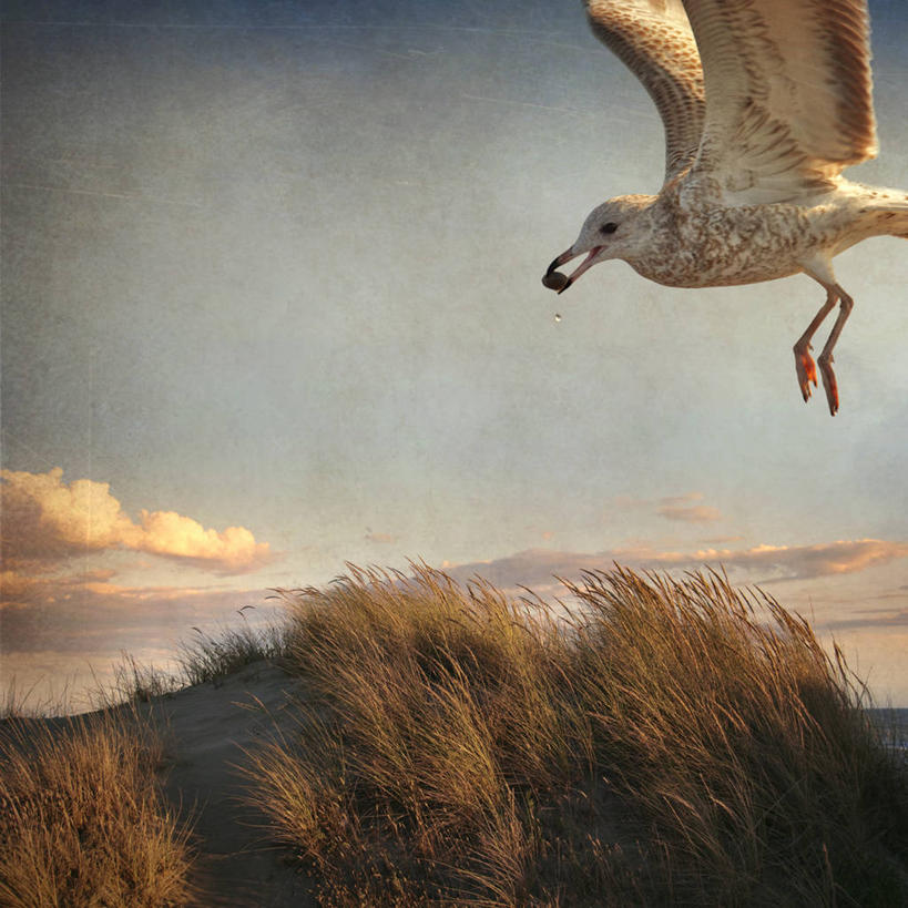 无人,方图,室外,海鸥,野生动物,意大利,鸟类,云,飞,草,天空,黄昏,摄影,运送,彩图