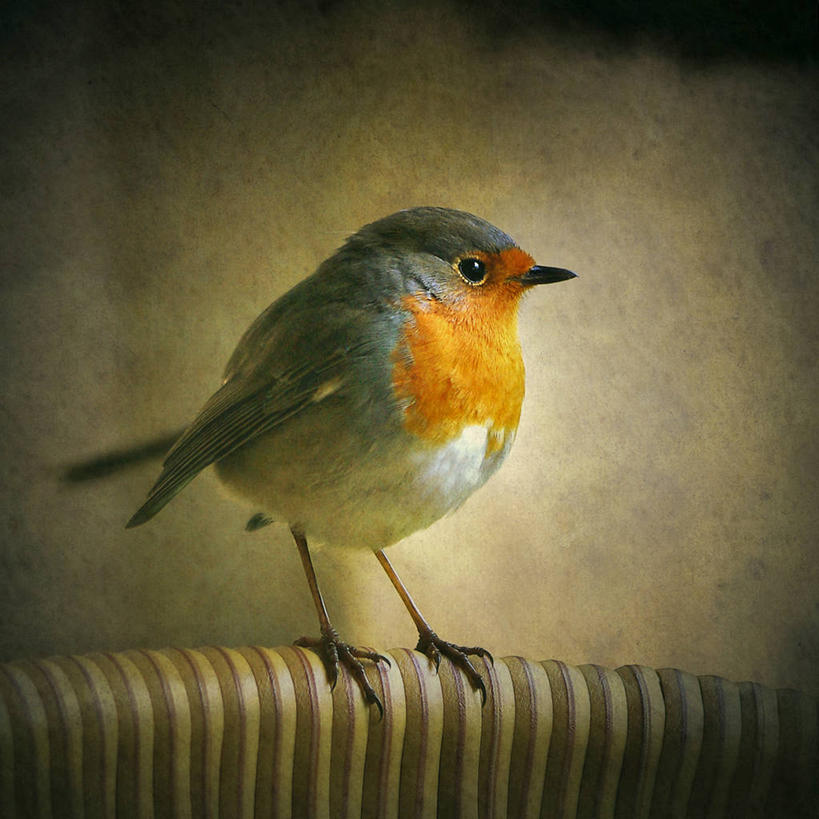 无人,方图,室内,特写,野生动物,西班牙,纹路,鸟类,知更鸟,纹理,摄影,肌理,马略卡,彩图