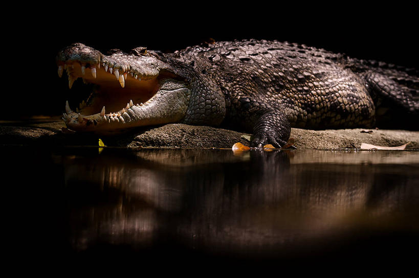 无人,动物园,横图,室外,白天,湖,鳄鱼,新加坡,反射,张嘴,休息,放松,摄影,张大嘴巴,张开嘴,彩图