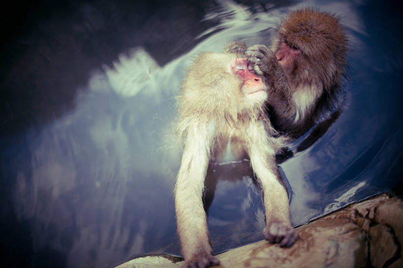 无人,横图,室外,白天,野生动物,猴子,日本,热,动物,两只,摄影,日本猕猴,彩图