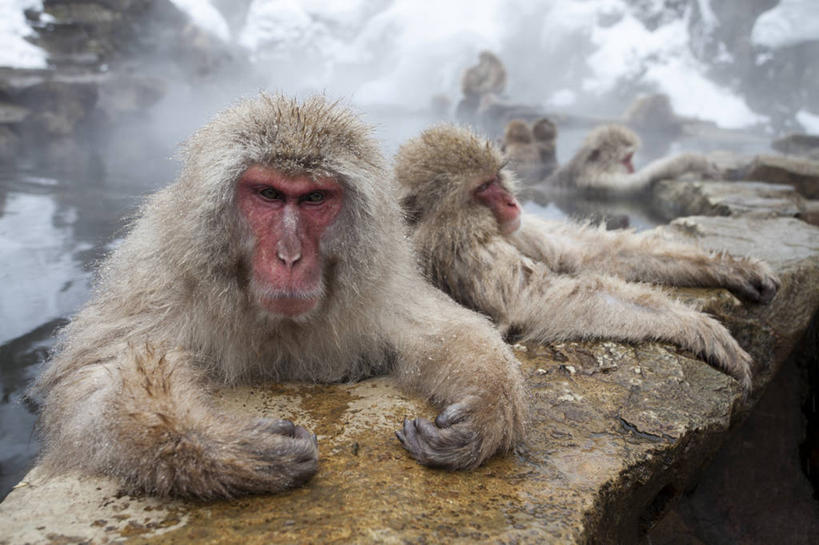 无人,横图,室外,白天,温泉,野生动物,猴子,日本,湿,冬天,寒冷,摄影,保护,部分,日本猕猴,彩图