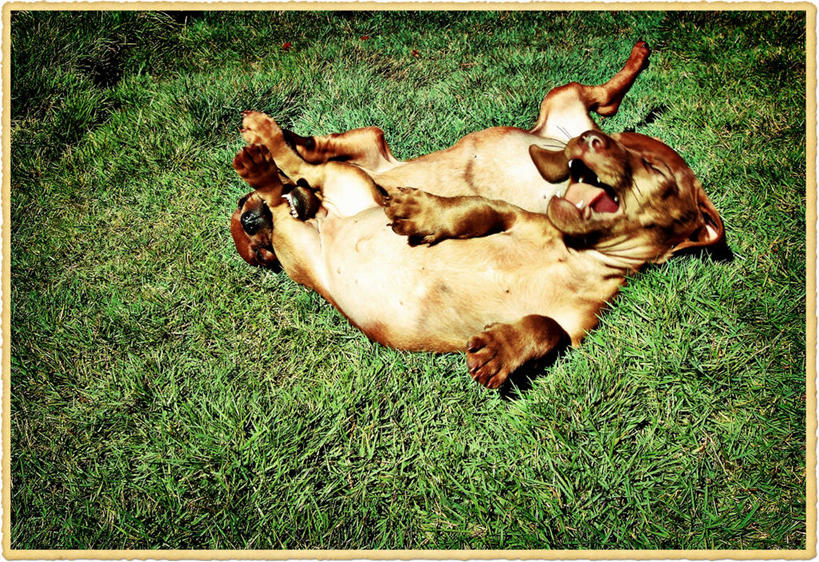 无人,横图,俯视,室外,白天,宠物,狗,巴西,草,动物,两只,摄影,幽默,恶作剧,仰卧,高角度拍摄