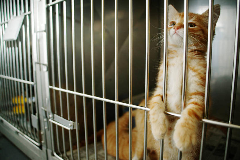 无人,栏杆,站,横图,室内,白天,猫,叙利亚,美国,笼子,小猫,动物,看,靠,靠着,两只,摄影,部分,近景,猫科动物,维吉尼亚,狗屋,巴尔米拉,好奇心