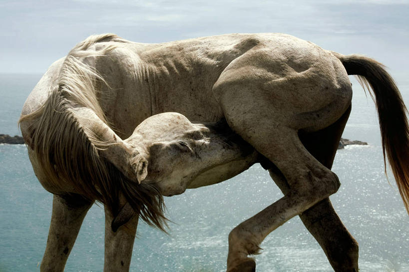 无人,站,横图,室外,白天,侧面,野生动物,巴西,动物,南美,舔,摄影,近景,海滩