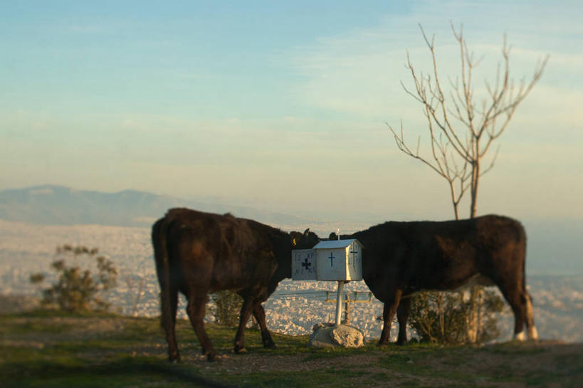 无人,站,横图,室外,白天,侧面,牛,希腊,首都,浪漫,邮筒,动物,两只,家畜,摄影,南欧,雅典,阿提卡,家牛