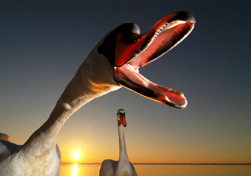 无人,横图,室外,特写,海洋,湖,日落,水,太阳,野生动物,天鹅,德国,地平线,水平线,天空,黄昏,动物,张嘴,两只,摄影,近景,张大嘴巴,中欧,万里无云,巴伐利亚,基姆湖,张开嘴