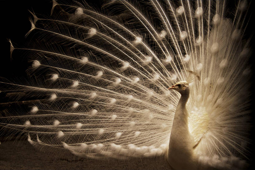 无人,动物园,横图,室外,白天,骄傲,野生动物,菲律宾,鸟类,首都,摄影,散开,马尼拉,白孔雀,舞蹈