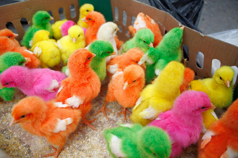 无人,横图,俯视,室外,特写,白天,印度尼西亚,一群,许多,鸟类,市场,很多,动物,家畜,零售,摄影,牲畜,爪哇,日惹,高角度拍摄,小鸡