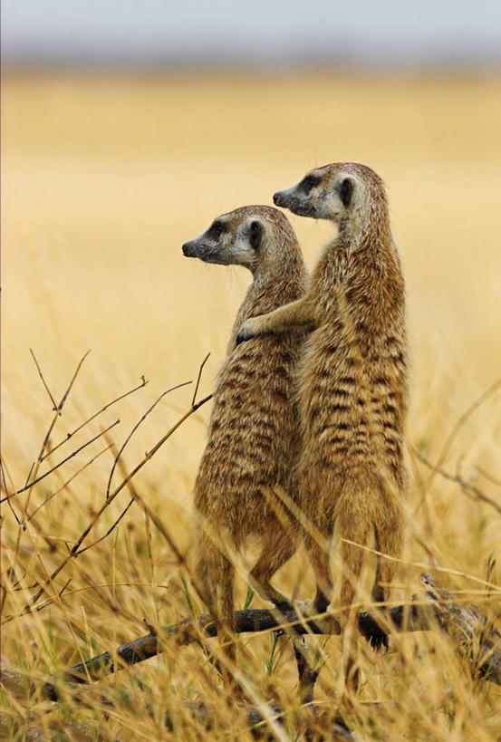 西方人,无人,站,竖图,室外,特写,白天,野生动物,欧洲,非洲,博茨瓦纳,黑人,欧洲人,草,动物,两只,摄影,机敏,海岛猫鼬,非洲人