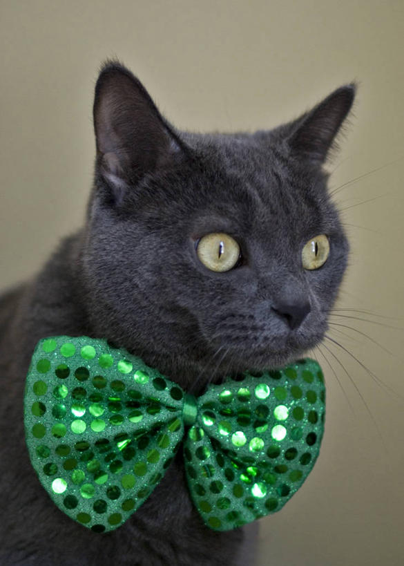 脸,头,脸颊,无人,竖图,室内,特写,宠物,猫,加拿大,领结,三叶草,肩膀,黑色,看,家畜,凝视,摄影,头像,幽默,闪亮,猫科动物,魁北克,蒙特利尔,头部,脸部,脸蛋,面部,彩图,影棚拍摄,领饰