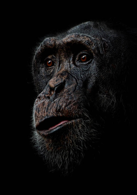 脸,头,脸颊,无人,竖图,特写,野生动物,印度尼西亚,黑色背景,肩膀,摄影,西爪哇,头部,脸部,脸蛋,面部,彩图,影棚拍摄,万隆