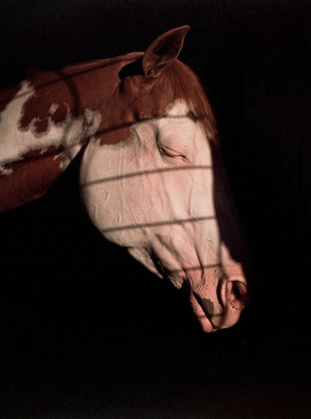 竖图,侧面,马,美国,阴影,黑色背景,条纹,休息,摄影,头像,牲畜,悲哀,闭着眼睛,睡觉,彩图,影棚拍摄