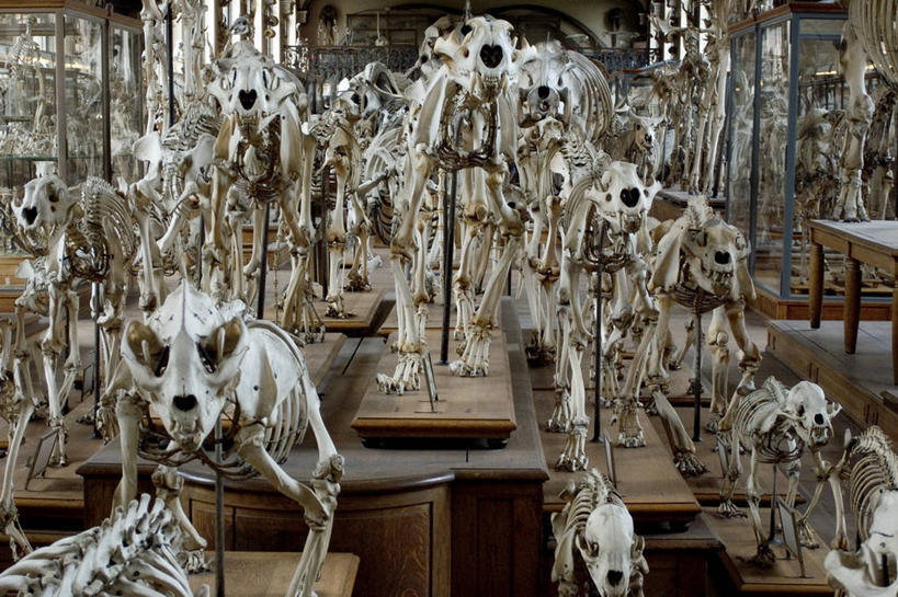 无人,博物馆,横图,室内,白天,法国,巴黎,许多,首都,很多,摄影,展览,人体结构,进化,彩图