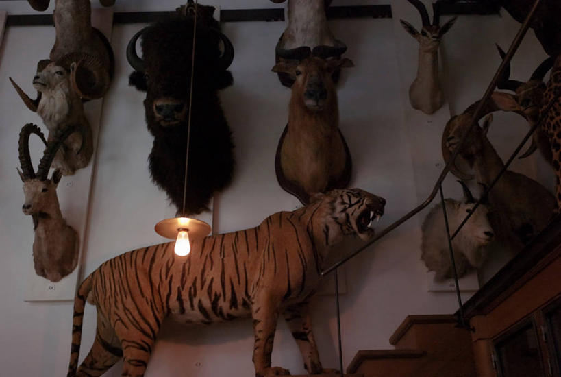 无人,博物馆,横图,室内,虎,法国,巴黎,吊挂,悬挂,首都,挂,摄影,展览,照亮,电灯泡,彩图